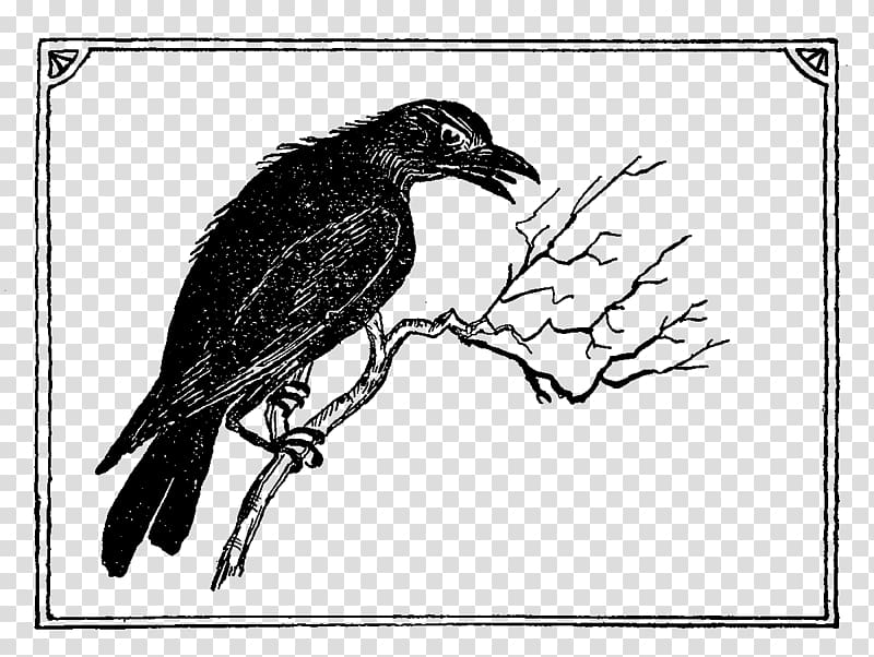 American crow Common raven Drawing Feather Beak, crow print transparent background PNG clipart
