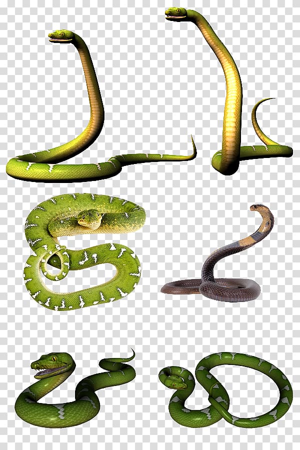 Mambas Venomous snake Cobra , snake transparent background PNG clipart