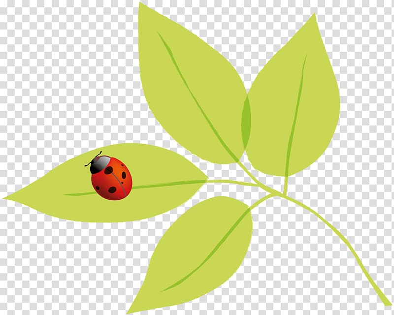 Insect Autumn Spring Summer, ladybird transparent background PNG clipart
