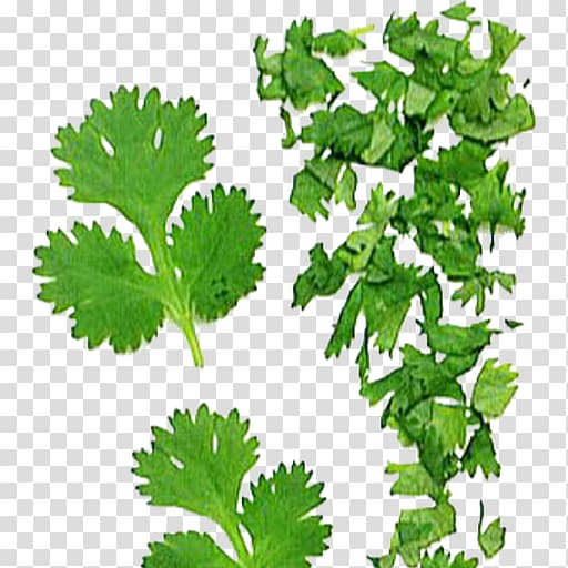 Coriander Parsley Indonesian bay leaf Curry tree, Leaf transparent background PNG clipart