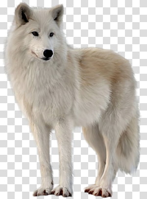 Czechoslovakian Wolfdog Arctic wolf Alaskan tundra wolf resolution ...
