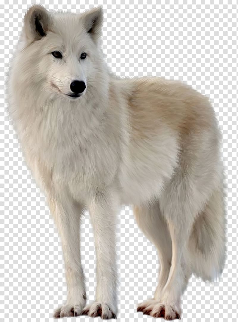 white wolf, Canadian Eskimo Dog Greenland Dog Alaskan tundra wolf Arctic fox Arctic wolf, wolf transparent background PNG clipart