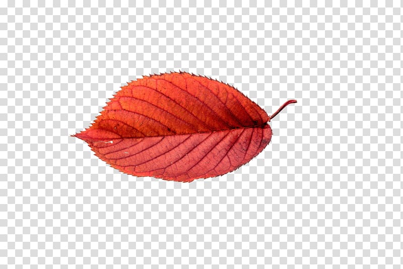 red leaf , Autumn Beech Leaf transparent background PNG clipart