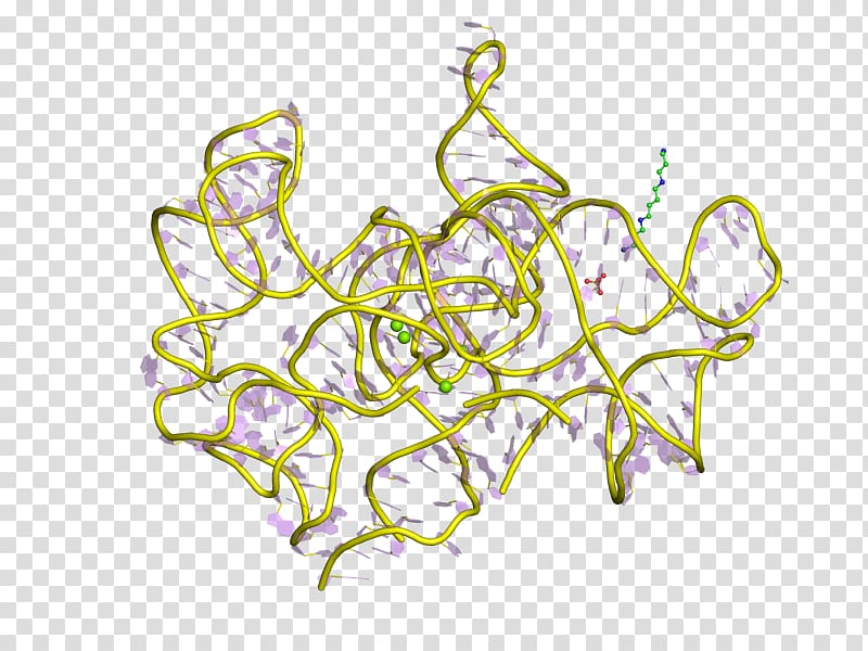 Group I catalytic intron Ribozyme RNA splicing Group II intron, others transparent background PNG clipart