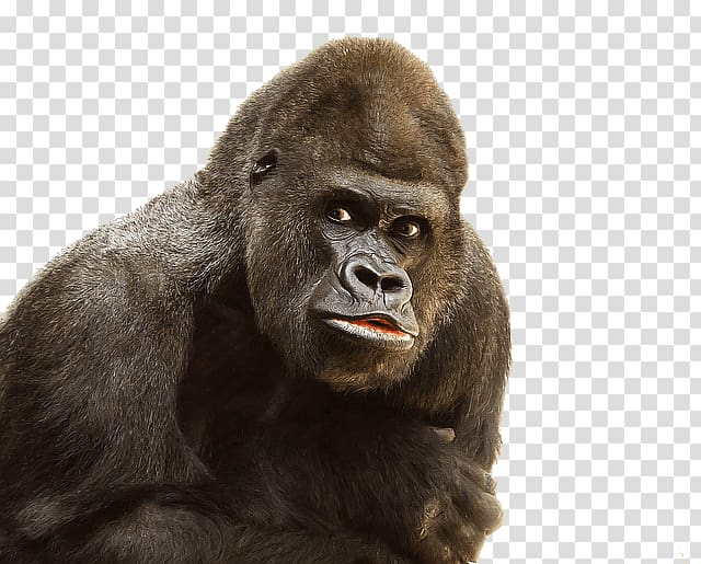 gorilla art, Gorilla Close Up transparent background PNG clipart