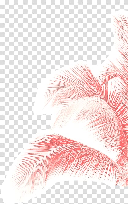 Ministry Of Reggaeton Vol.2 Pink M Feather Close-up, Dentelle transparent background PNG clipart