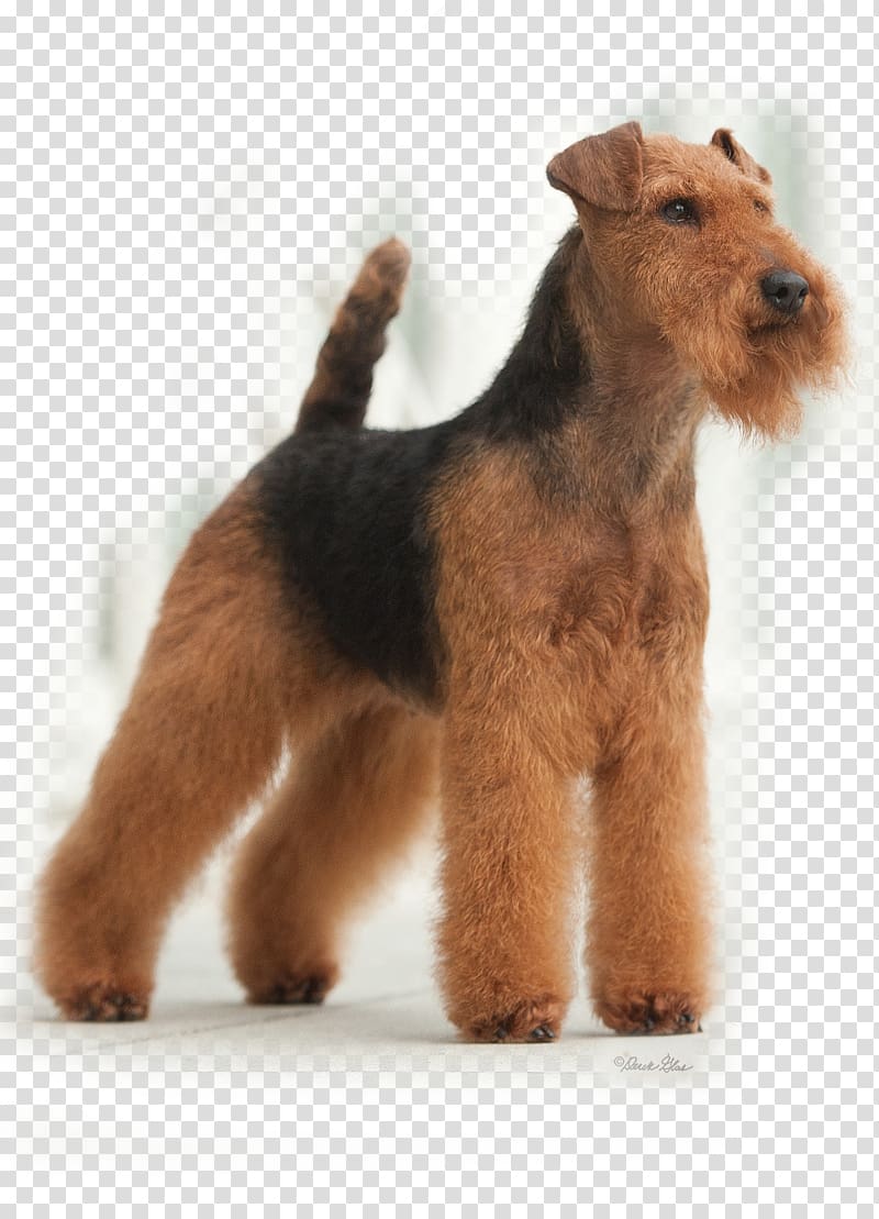 Welsh Terrier Lakeland Terrier Airedale Terrier Irish Terrier Dog breed, puppy transparent background PNG clipart