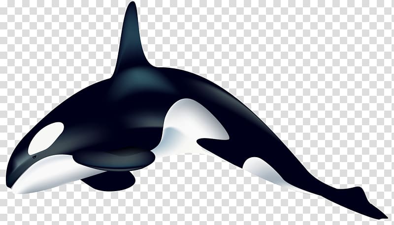 killer whale illustration, Killer whale , Orca transparent background PNG clipart