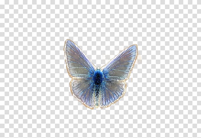 Butterfly Desktop , butterfly transparent background PNG clipart