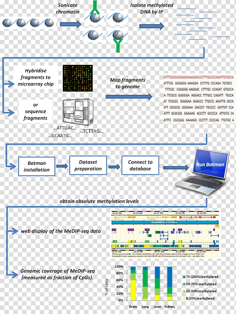 Research DNA methylation Bayesian tool for methylation analysis Bayesian inference, others transparent background PNG clipart