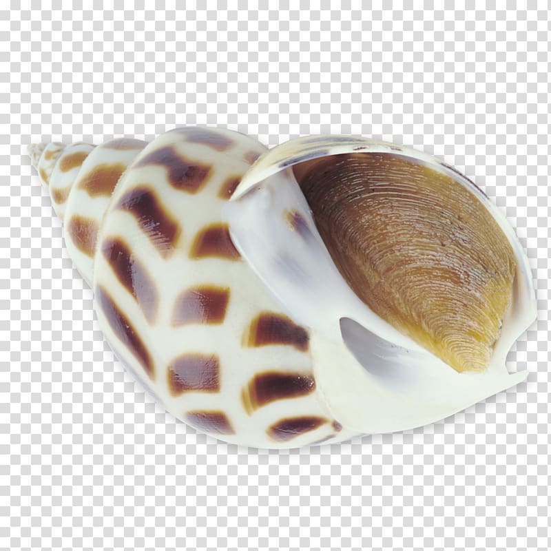 Sea snail Seafood Seashell, Conch Seafood transparent background PNG clipart
