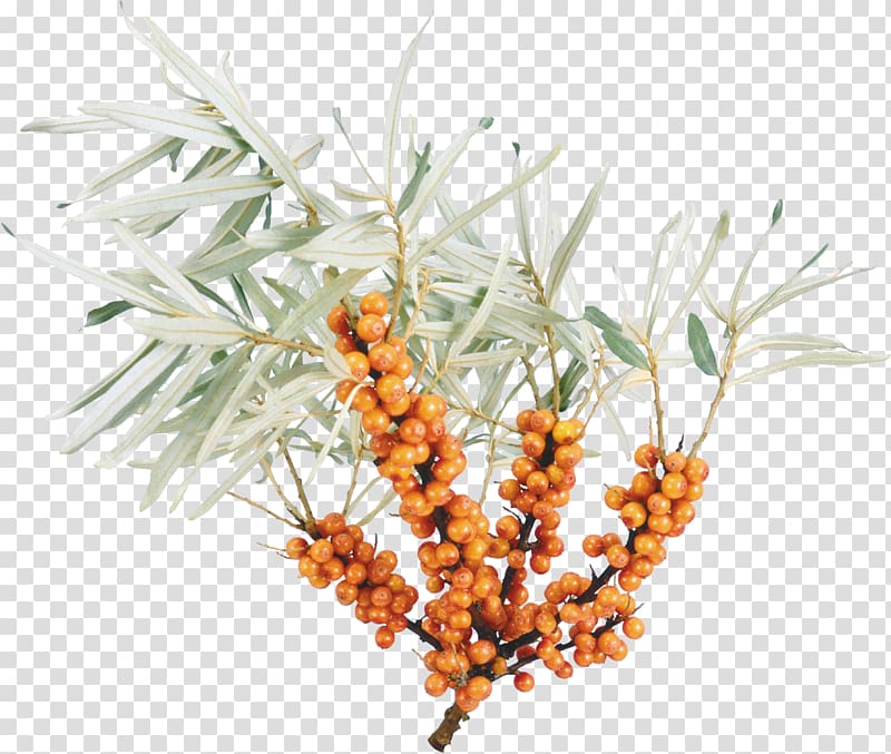 Sea buckthorn transparent background PNG clipart