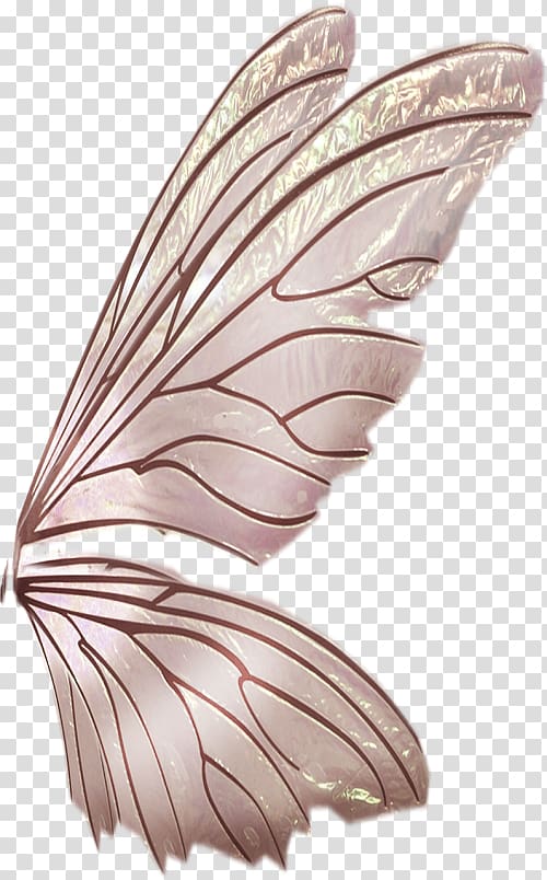 Butterfly Wing Pollinator Feather Pterygota, butterfly transparent background PNG clipart