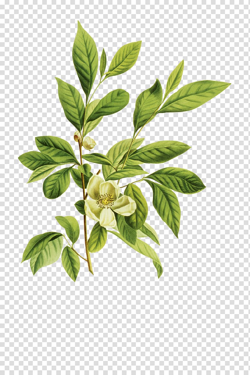 Arabian jasmine Mo Li Hua Petal, Cartoon Creative flower green tea transparent background PNG clipart