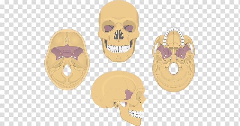Sphenoid bone Skull Anatomy Palatine bone, skull transparent background PNG clipart