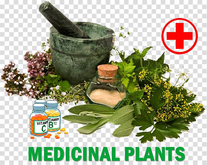 Dietary supplement Herb Medicine Medicinal plants Healing, ayurvedic medicine transparent background PNG clipart