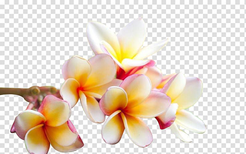 plumeria transparent background PNG clipart