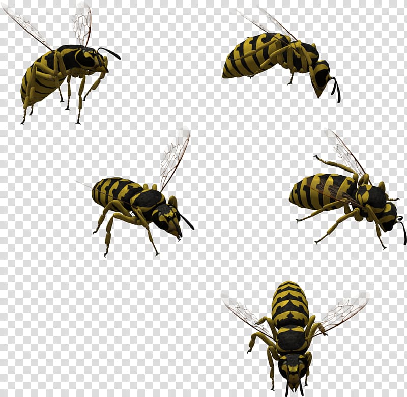Honey bee Hornet Characteristics of common wasps and bees, bee transparent background PNG clipart