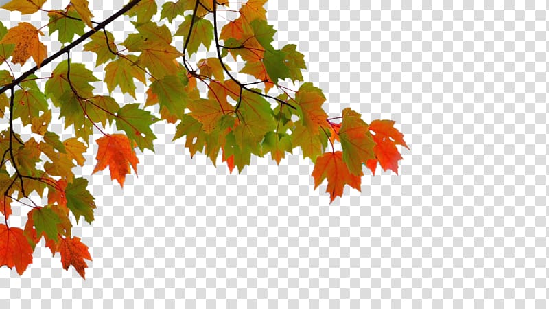 green and brown leaves , Maple leaf Autumn, Autumn maple leaves transparent background PNG clipart