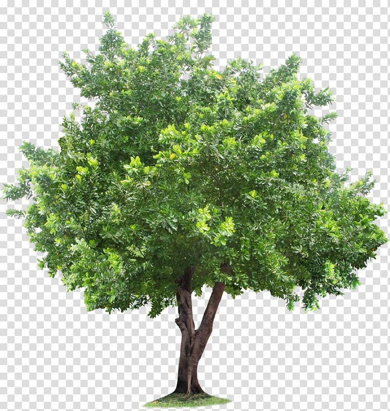 green tree illustration, Tree Root, tree transparent background PNG clipart