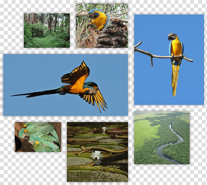 Blue-throated macaw Birdwatching Parakeet, Bird transparent background PNG clipart