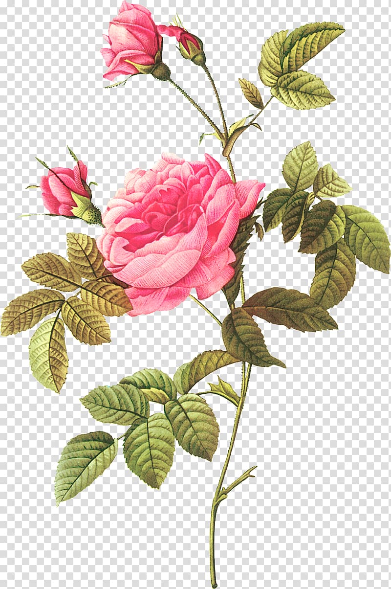 Botanical illustration Botany Les roses Flower, flower transparent background PNG clipart