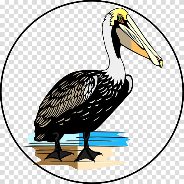Bird American white pelican , Bird transparent background PNG clipart