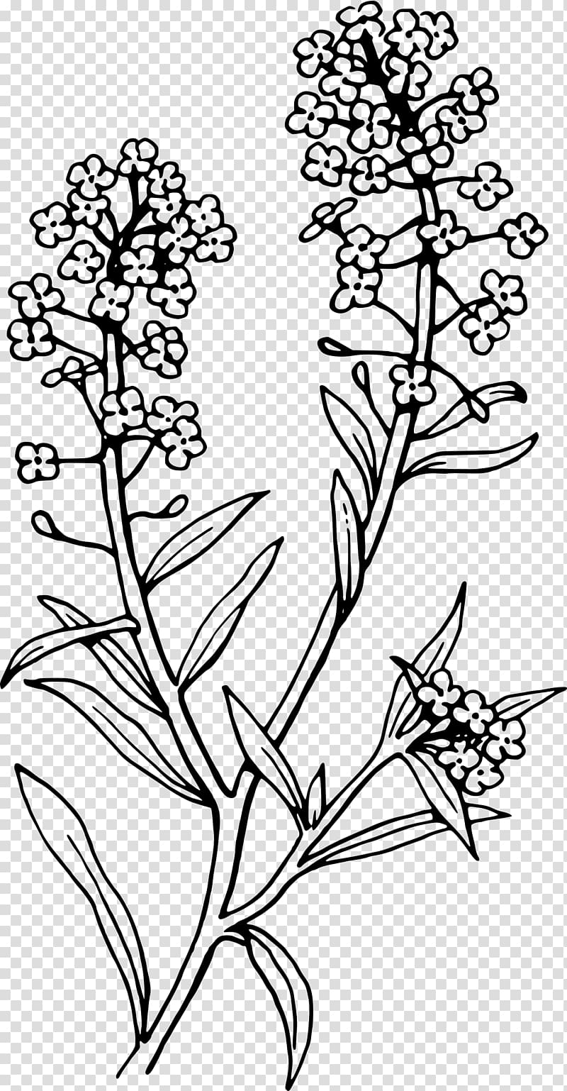 Lobularia maritima Tattoo Alisons Flower , lavender watercolor transparent background PNG clipart