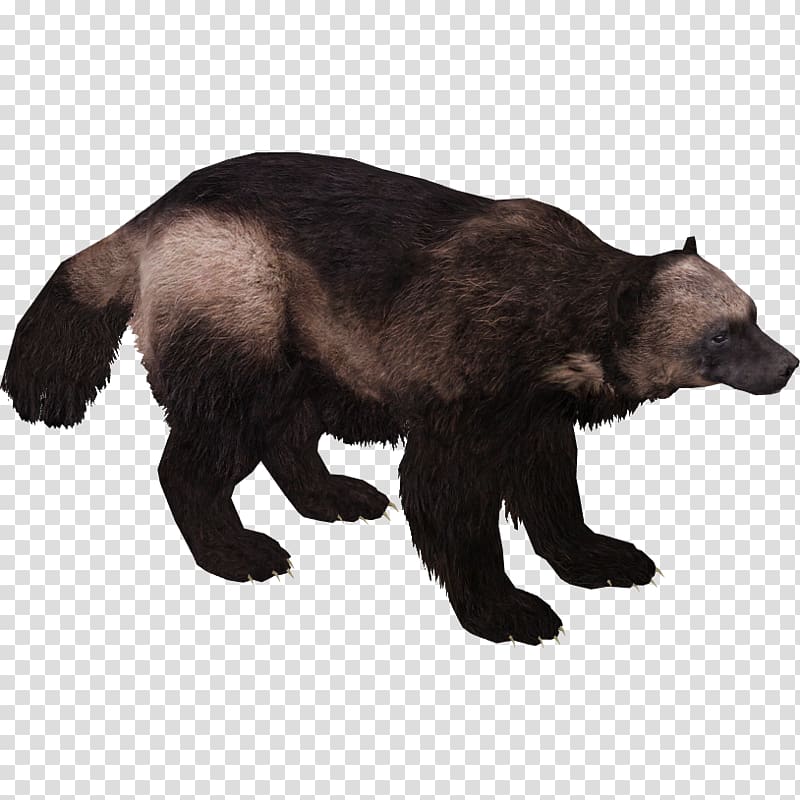 Wolverine Brown bear American black bear, Wolverine transparent background PNG clipart