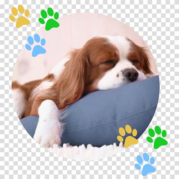 Cavalier King Charles Spaniel Cat Puppy English Cocker Spaniel, Cat transparent background PNG clipart
