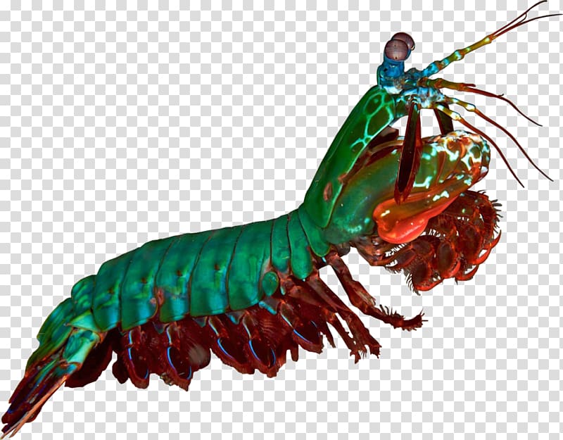 Odontodactylus scyllarus Mantis shrimp , Mantis Shrimp Cartoon transparent background PNG clipart