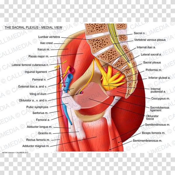 Sacral plexus Sacrum Lumbar plexus Muscle, others transparent background PNG clipart