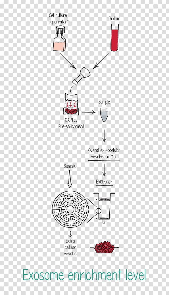 Exosome microRNA Cell culture Vesicle Biomarker, Microrna transparent background PNG clipart