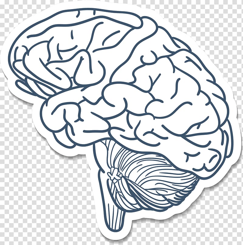 Blue Brain Project Cerebrum Drawing, Brain cartoon transparent background PNG clipart