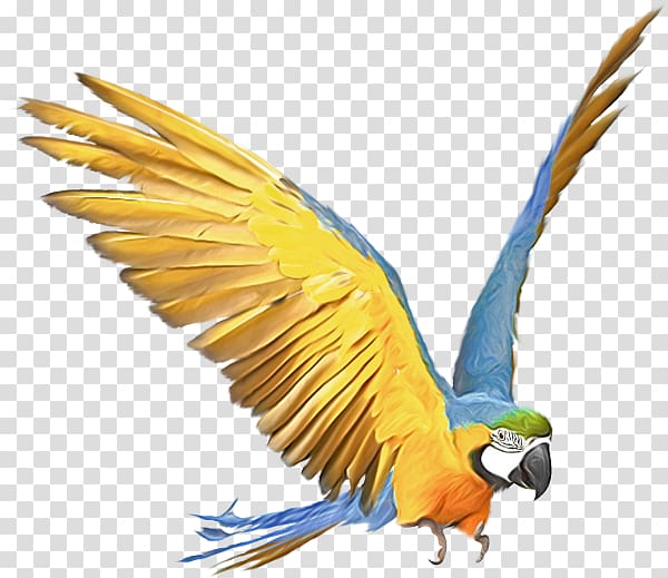 Amazon parrot Bird Budgerigar Macaw, parrot transparent background PNG clipart