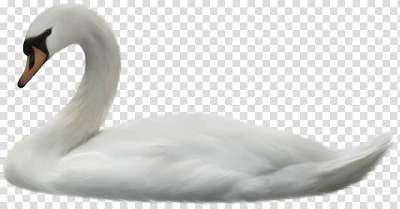 Cygnini Duck Beak Feather, swan transparent background PNG clipart