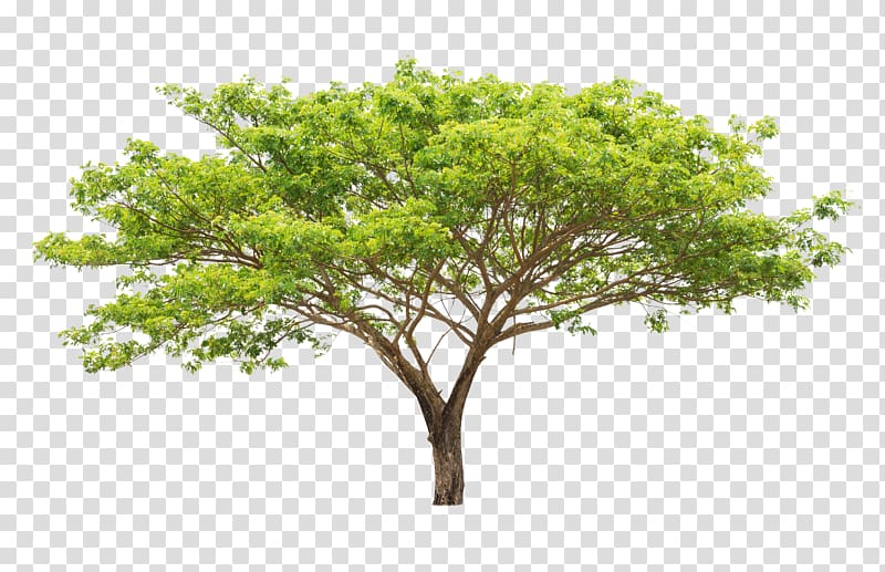 green tree , Tree Leaf Euclidean Branch Plant, Green trees transparent background PNG clipart