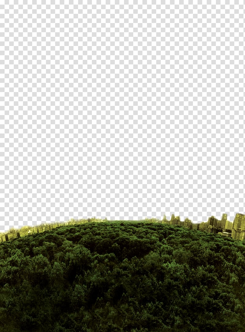 high-rise buildings surrounded green leafed trees, Silhouette, Deep forest top view transparent background PNG clipart