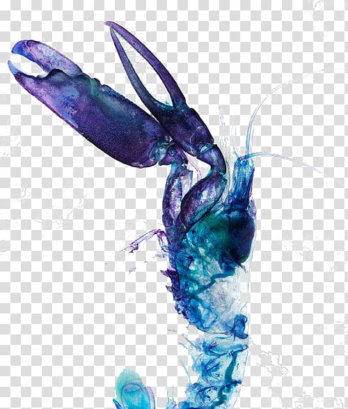 Watercolor painting Lagosta Blue, Blue Lobster transparent background PNG clipart