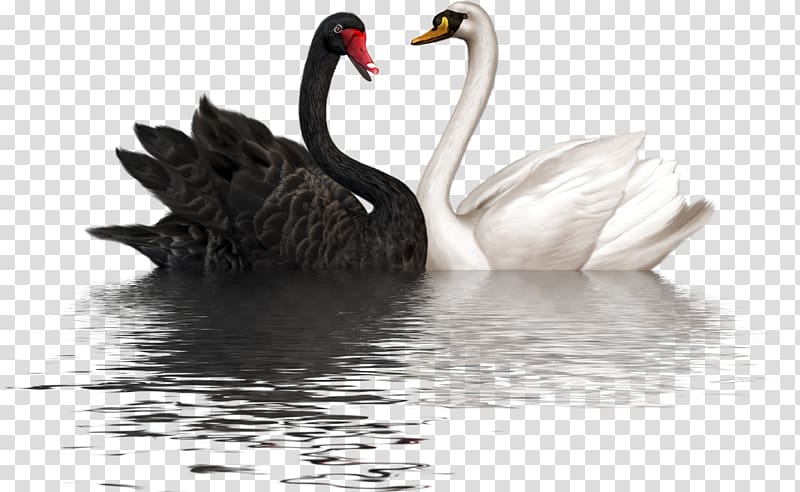 Cygnini PaintShop Pro , Swan Love transparent background PNG clipart