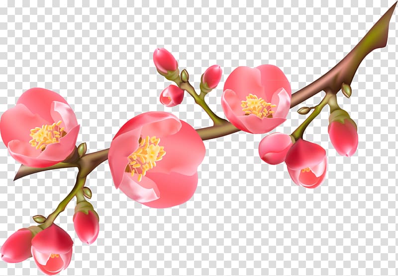 Flowering quince , spring transparent background PNG clipart