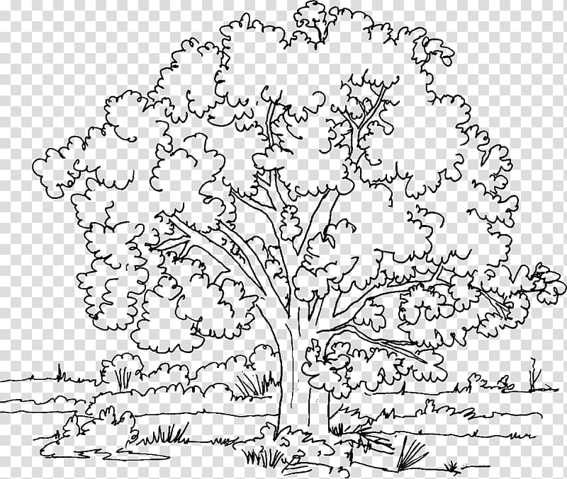 Coloring book Tree Oak Adult, tree transparent background PNG clipart