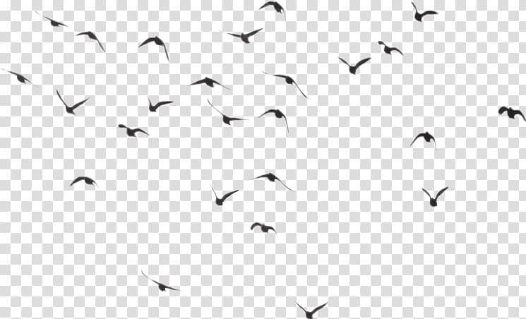 Bird Portable Network Graphics Transparency, Bird transparent background PNG clipart