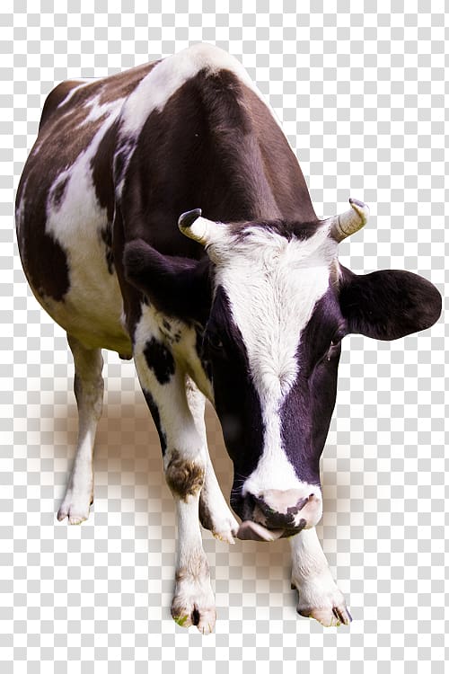 Holstein Friesian cattle Jersey cattle Milk Dairy cattle Ox, cow transparent background PNG clipart