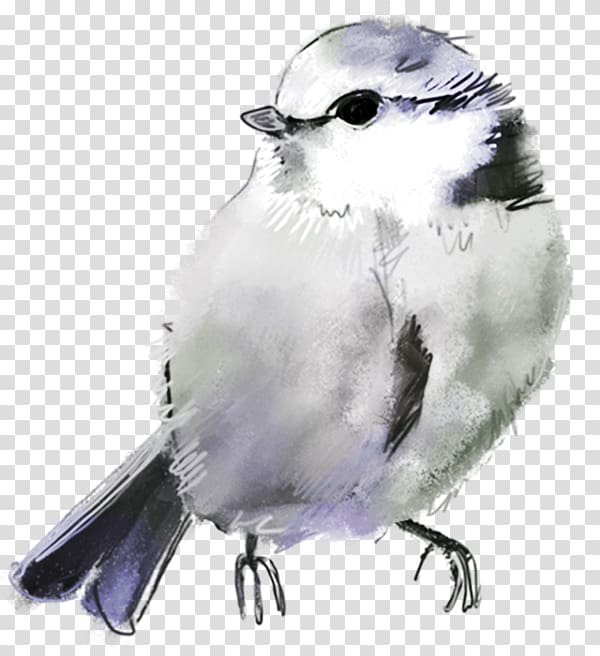 Bird Drawing American Sparrows, Bird transparent background PNG clipart
