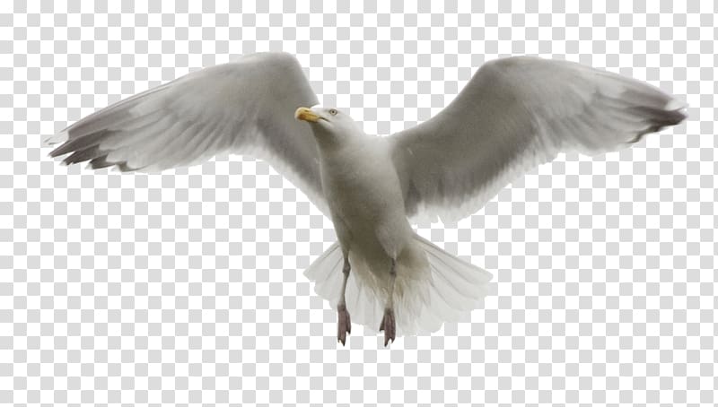 Gulls Bird manipulation, seagull transparent background PNG clipart