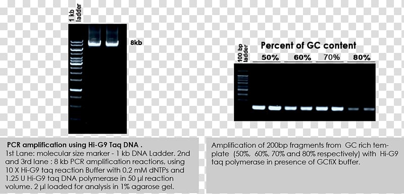 Taq polymerase Polymerase chain reaction DNA polymerase, others transparent background PNG clipart