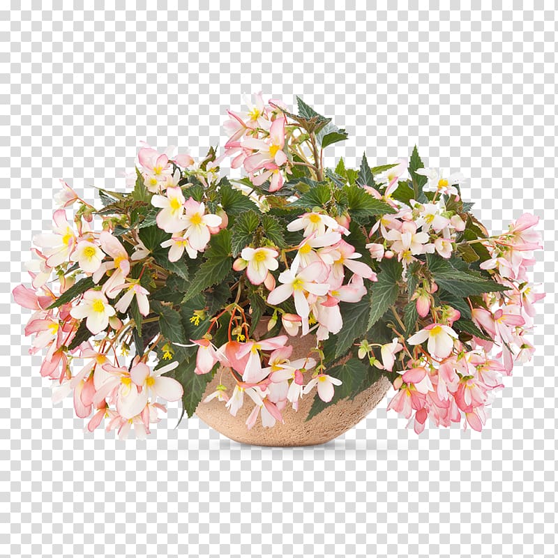 Begonia Angel Falls Waterfall Annual plant Flower, flower transparent background PNG clipart