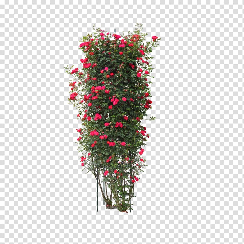 Acer ginnala Arborvitae Plant Shrub, Gardening flowers cluster transparent background PNG clipart