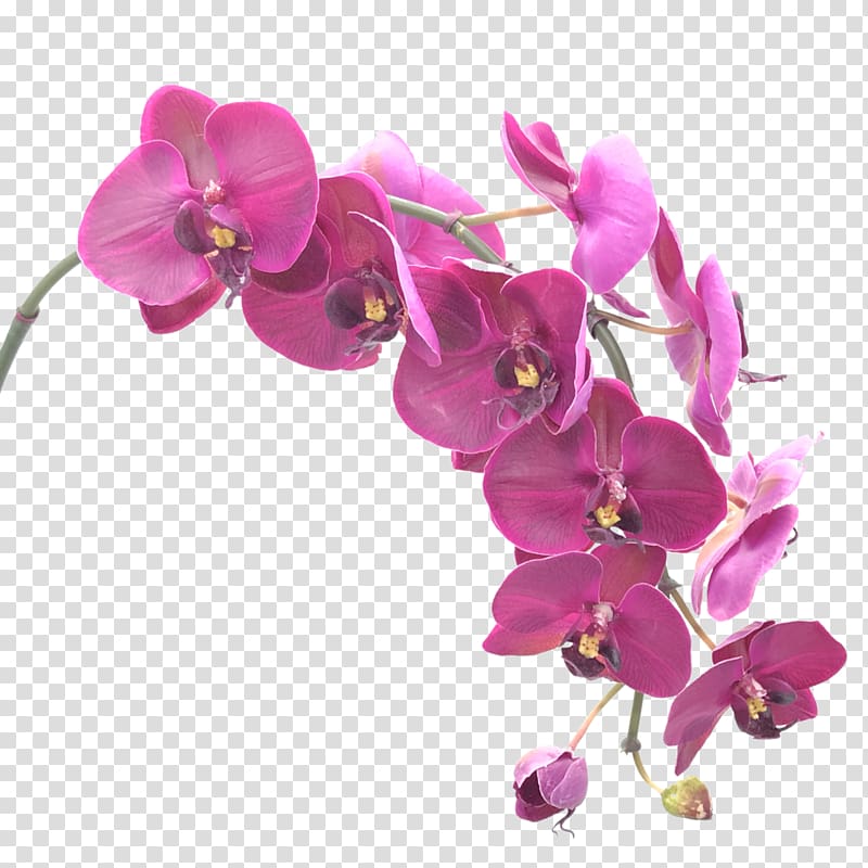 Moth orchids Flower Singapore orchid Portable Network Graphics, flower transparent background PNG clipart
